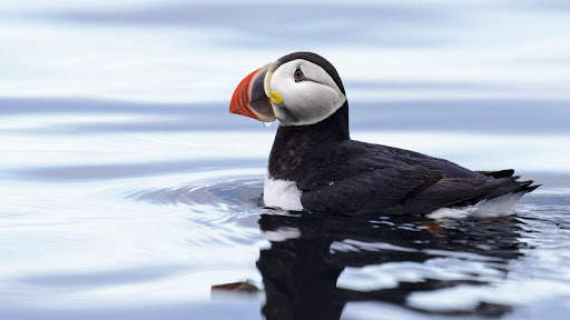 Atlantic Puffin Bird Wallpapers HD screenshot 3