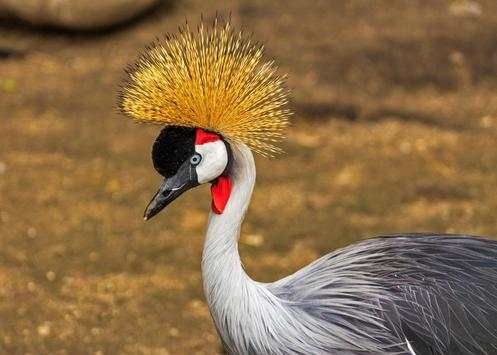 Bird Live Wallpaper screenshot 5