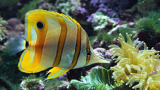 Fish HD Wallpaper screenshot 6
