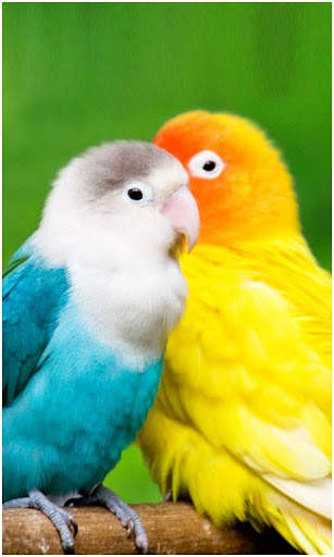 Birds Wallpapers New screenshot 1
