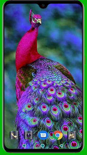 Peacock HD Wallpaper 4K Latest screenshot 5
