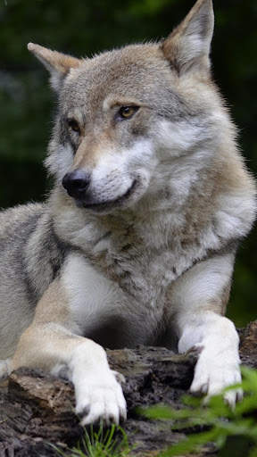 Wolf Wallpaper screenshot 6