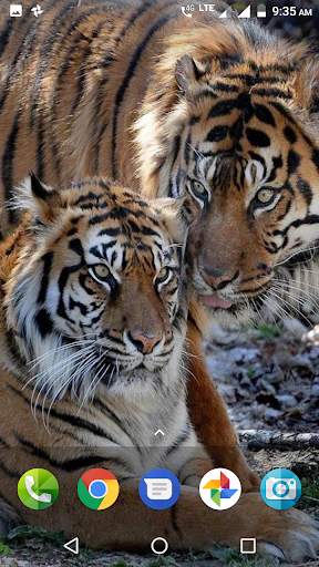 Big Cats Wallpaper screenshot 4