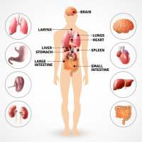 Curso de Anatomía (en español) - Guía de Estudio