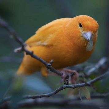 Bird Ringtone screenshot 1