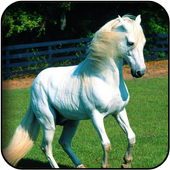 White Horse Wallpapers icon