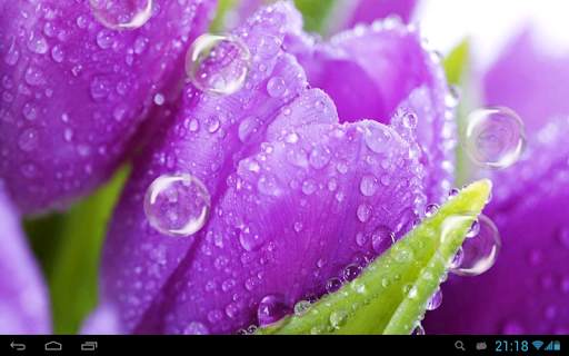 Tulips live wallpaper screenshot 6