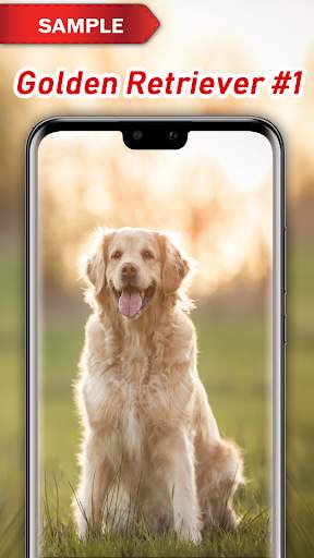 Golden Retriever Wallpaper screenshot 2