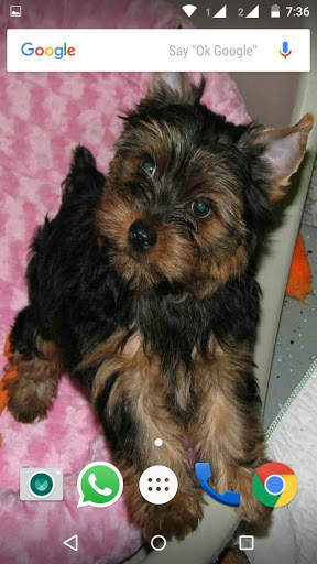 Yorkshire Terrier Dog Wallpape screenshot 8