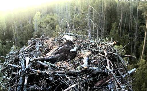 Nature Cameras screenshot 4