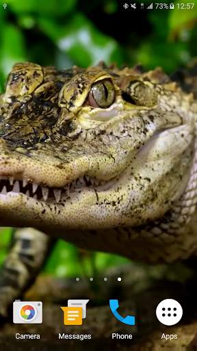 Crocodile Live Wallpaper screenshot 5