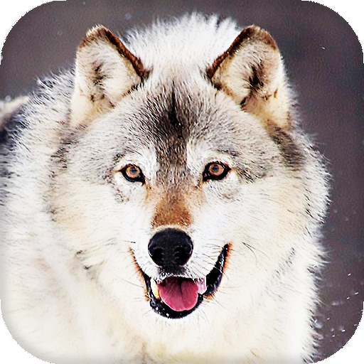 Wolf Live Wallpaper (Wallpapers &amp; Backgrounds) icon