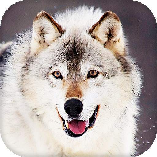 Wolf Live Wallpaper (Wallpapers & Backgrounds) 16.0