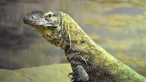 Komodo Dragon Wallpaper - Lizard Wallpaper screenshot 6