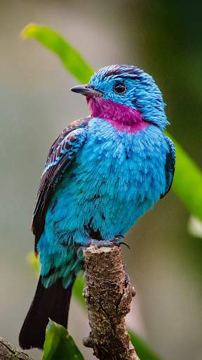 Bird Wallpaper Best 4K स्क्रीनशॉट 16