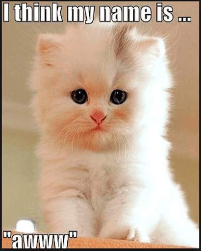 Funny Cats and Dogs Pictures screenshot 5