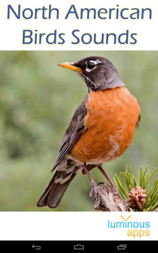 North American Birds Free screenshot 9