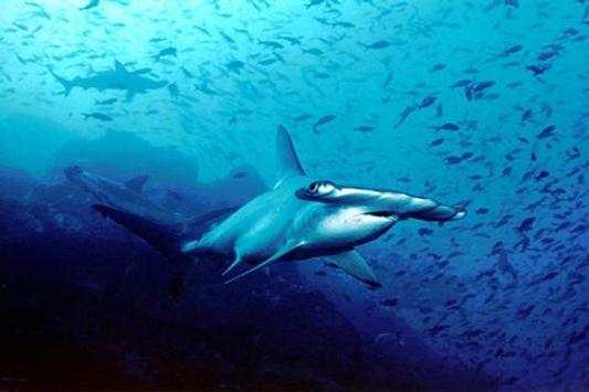 Shark screenshot 2