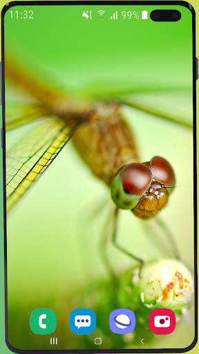 Dragonfly Wallpaper Best HD screenshot 14