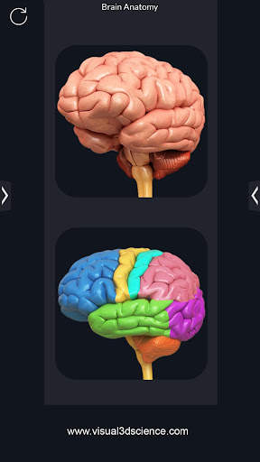 My Brain Anatomy screenshot 2