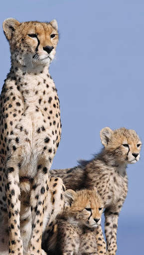 Cheetah Wallpapers : backgrounds hd screenshot 8