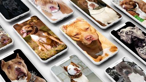 Pitbull Wallpaper screenshot 1
