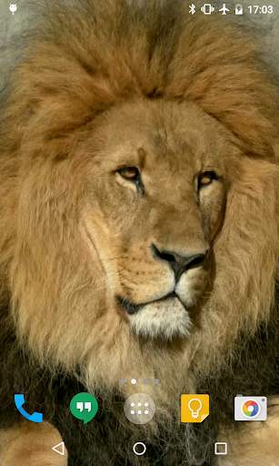Lion HD Live Wallpaper 1 تصوير الشاشة