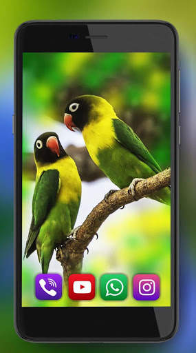 Tropic Parrot Live Wallpaper screenshot 1