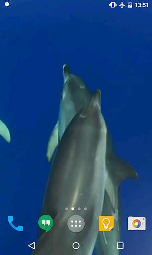 Dolphins Live Wallpaper screenshot 2