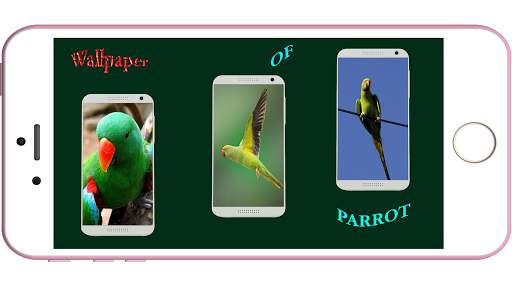 Parrot Wallpaper HD screenshot 1