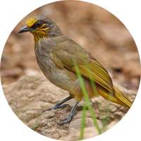 Suara Burung Merbah on 9Apps