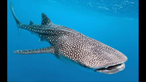 Whale Shark. Wallpapers screenshot 5