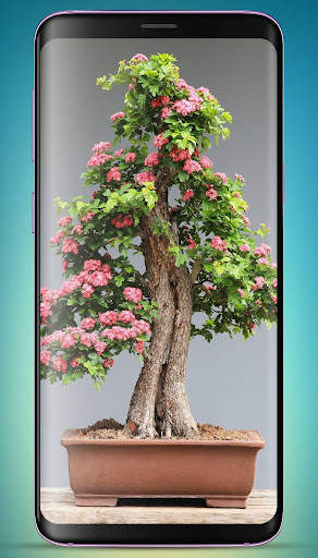 Bonsai Tree Wallpaper HD скриншот 2