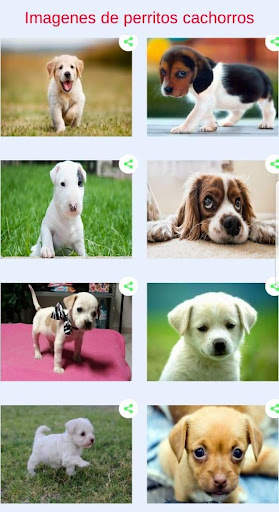 Perritos tiernos - Fotos para compartir screenshot 1