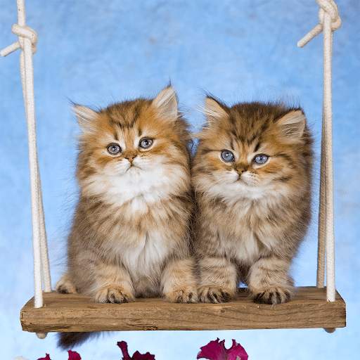 Cats & Kittens Jigsaw Puzzles screenshot 3