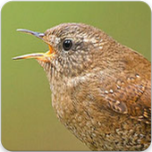 Wren Bird Singing : Wren Bird Song icon