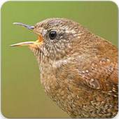 Wren Bird Singing : Wren Bird Song 1.0.0