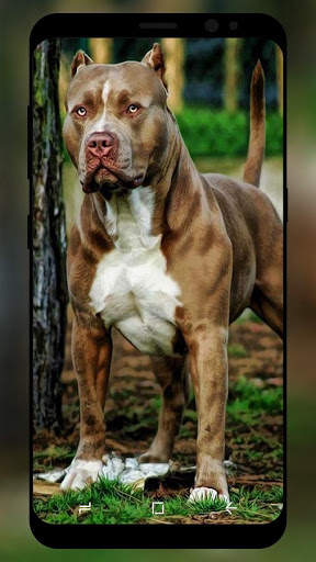 Pitbull Wallpaper HD screenshot 1