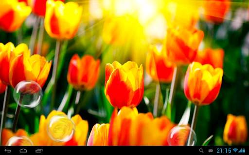 Tulips live wallpaper screenshot 8