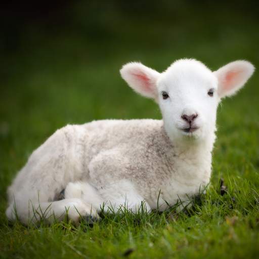 Farm Animal Sounds 1.9
