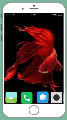 Fish Full HD Wallpaper 15 تصوير الشاشة
