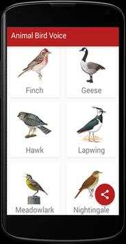 Animal Bird Voice screenshot 4