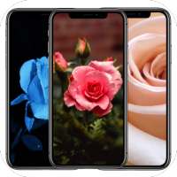 Roses HD Wallpapers for AMOLED on 9Apps