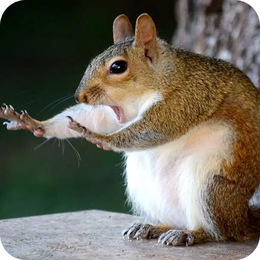 Best Funny Animal Pics Funny Animal Pics v1.0