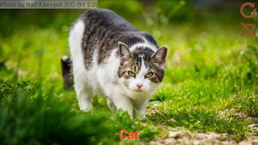 Domestic animals for kids screenshot 1