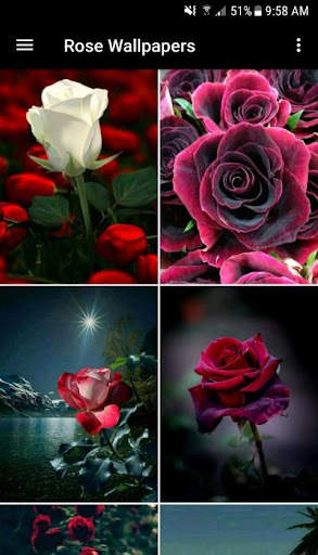 Rose Wallpaper screenshot 1