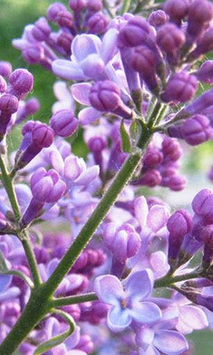 HD Lilac Flower Live Wallpaper screenshot 9