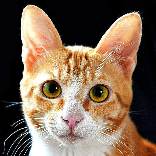 Cats Photo Collection icon