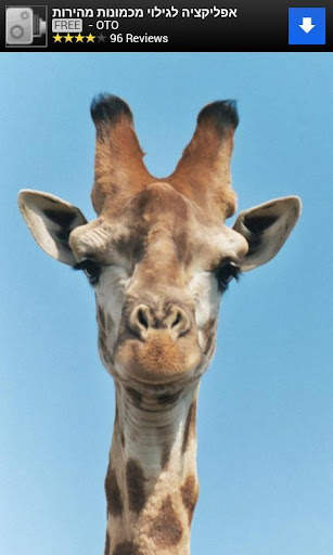 Animal Sounds for Kids Lite screenshot 11