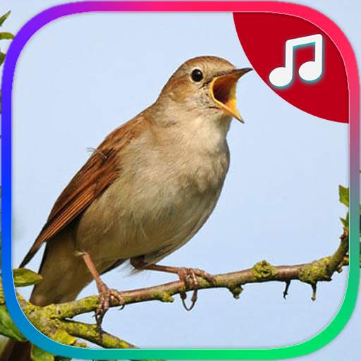 Birds Ringtones 8